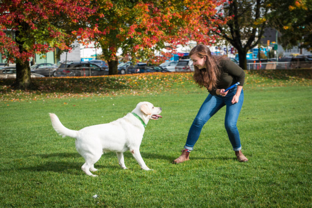 Dog Obedience Training in Regency Park That Works