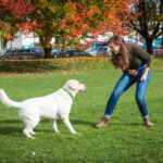 Dog Obedience Training in Regency Park That Works